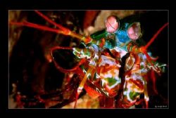Manstis Shrimp taken in Komodo Island Indonesia by Kaufik Anril Hartantho 